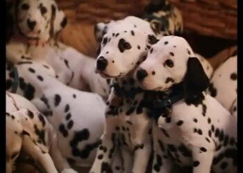 The ultimate guide to: 101 Dalmatians