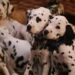 The ultimate guide to: 101 Dalmatians
