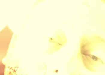 A retired mobster goes on a revenge spree after being left for dead with 22 bullets in his body by his former childhood friend.