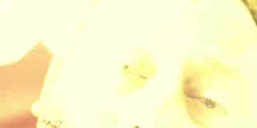 A retired mobster goes on a revenge spree after being left for dead with 22 bullets in his body by his former childhood friend.