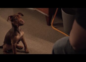 A Dog's Way Home' chronicles the adventure of Bella, a dog who embarks on a 400-mile journey home after she is separated from her beloved human.