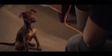 A Dog's Way Home' chronicles the adventure of Bella, a dog who embarks on a 400-mile journey home after she is separated from her beloved human.