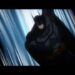 Batman: Assault on Arkham: Book vs. Film - Summary & Analysis