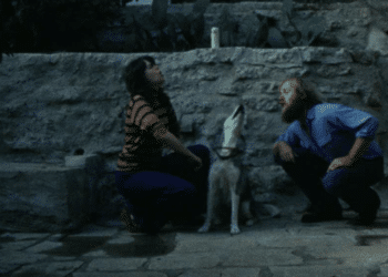 Sleeping Dogs (Never Lie): Book vs. Film - Summary & Analysis