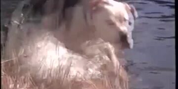 Homeward Bound: The Incredible Journey: Book vs. Film - Summary & Analysis