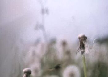 The Diving Bell and the Butterfly: Book vs. Film - Summary & Analysis