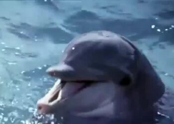 A marine biologist teaches his dolphins to communicate in English but shady characters plan to kidnap the trained mammals for a more sinister purpose.