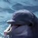A marine biologist teaches his dolphins to communicate in English but shady characters plan to kidnap the trained mammals for a more sinister purpose.