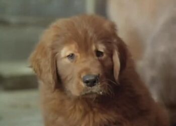 When Words Come Alive: Fluke