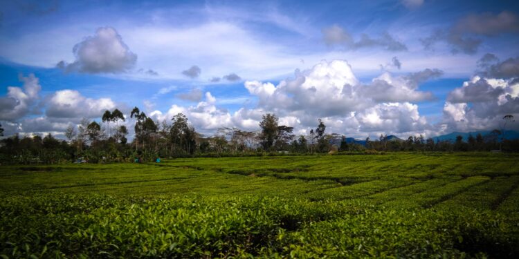 Explore Papua New Guinea's Filming Locations