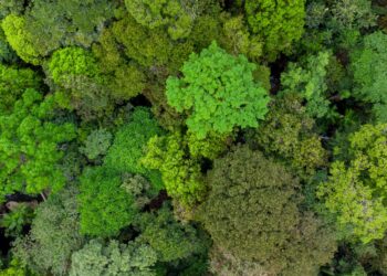 Explore Amazonia's Filming Locations