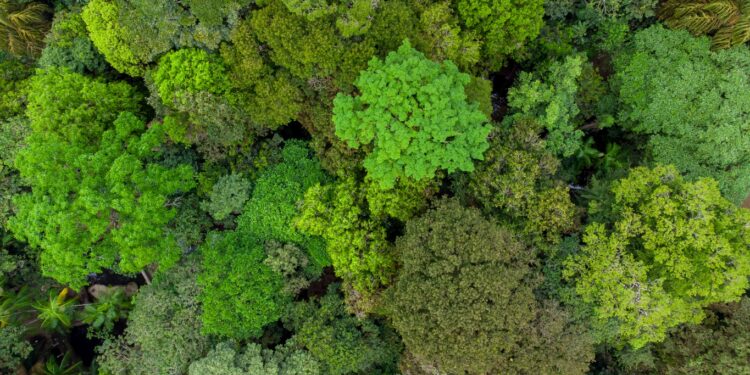 Explore Amazonia's Filming Locations