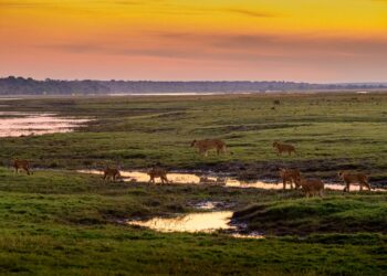Explore Botswana's Filming Locations