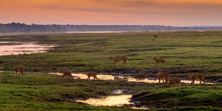 Explore Botswana's Filming Locations