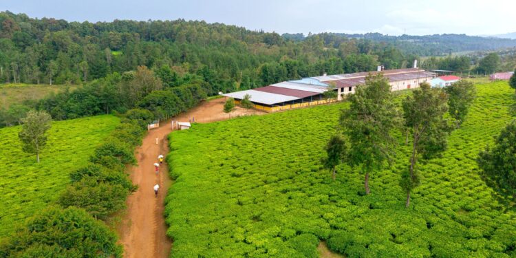 Explore Gitega's Filming Locations