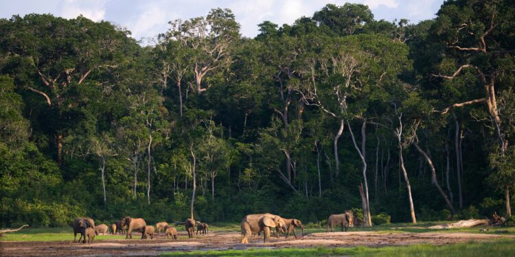 Explore Central African Republic's Filming Locations