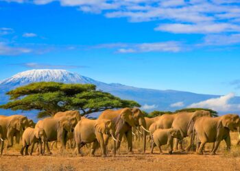 Explore Kenya's Filming Locations