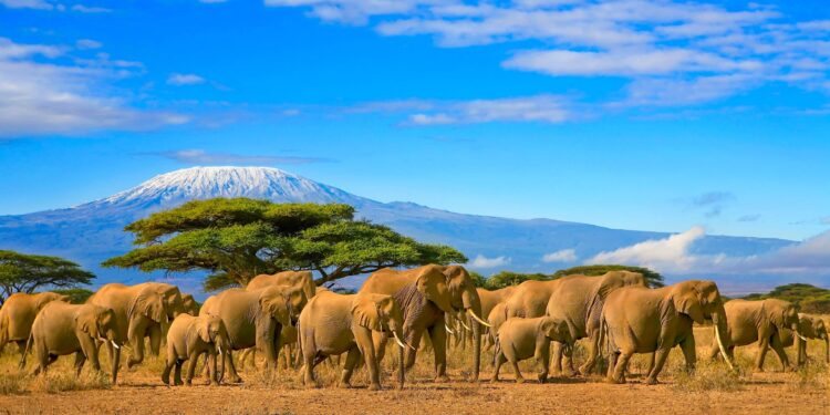 Explore Kenya's Filming Locations