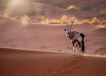 Explore Namibia's Filming Locations