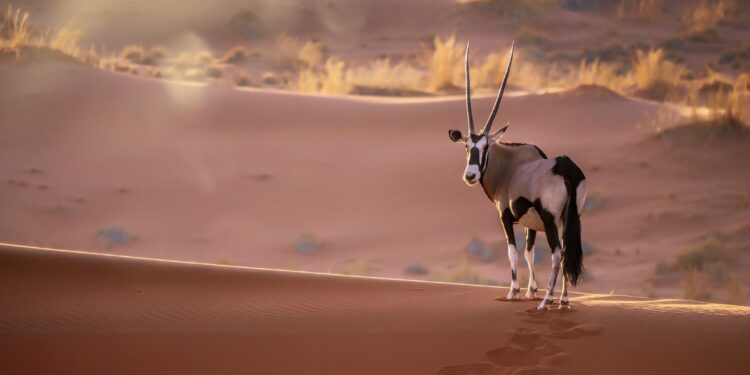 Explore Namibia's Filming Locations