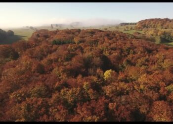 The Hidden Life of Trees: Book vs. Film - Summary & Analysis