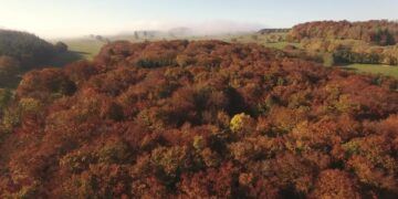 The Hidden Life of Trees: Book vs. Film - Summary & Analysis