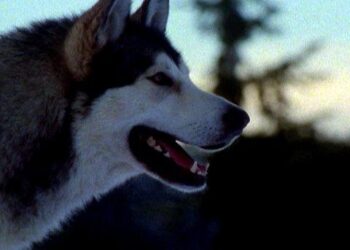 Call of the Wild: Book vs. TV Series - Summary & Analysis