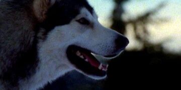 Call of the Wild: Book vs. TV Series - Summary & Analysis