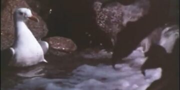 Jonathan Livingston Seagull: Book vs. Film - Summary & Analysis