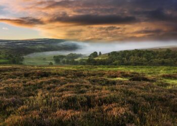 Dawn mist over the North York Moors national park shot in autumn (fall) when the heather is in full bloom near the village of Goathland, north Yorkshire, UK.