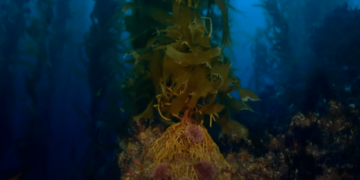 Lost Worlds: Life in the Balance: Book vs. Film - Summary & Analysis