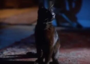 Sabrina the Teenage Witch: Book vs. Film - Summary & Analysis