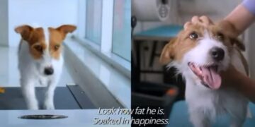 How to Steal a Dog: Book vs. Film - Summary & Analysis