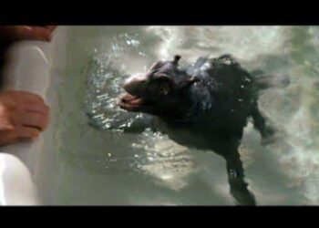 When Words Come Alive: The Water Horse