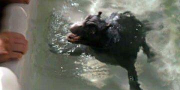 When Words Come Alive: The Water Horse