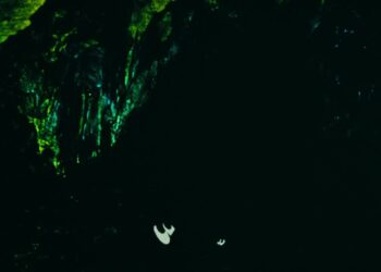 The Twelve Tasks of Asterix: Book vs. Film - Summary & Analysis