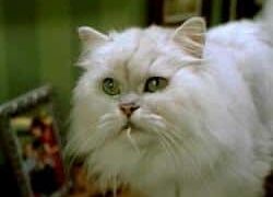 When Words Come Alive: Stuart Little