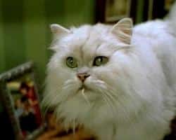 When Words Come Alive: Stuart Little