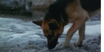 The Call of the Wild: Book vs. Film - Summary & Analysis