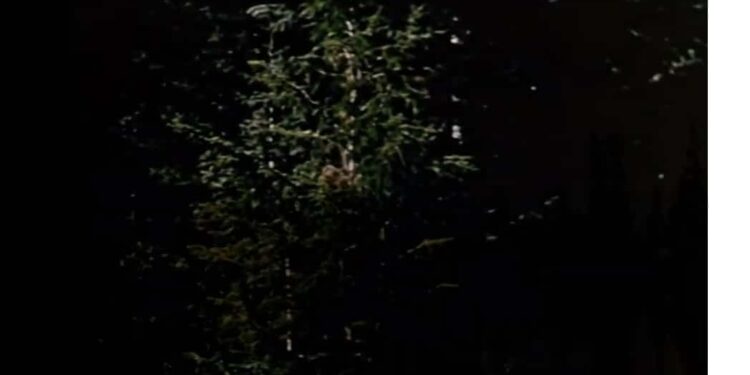 When Words Come Alive: Perri