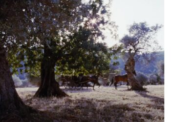 Presence of Mind: Book vs. Film - Summary & Analysis