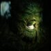 Swamp Thing: Book vs. TV Series - Summary & Analysis