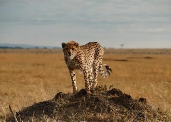 The Serengeti Rules: Book vs. Film - Summary & Analysis