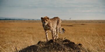The Serengeti Rules: Book vs. Film - Summary & Analysis