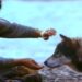 When Words Come Alive: White Fang